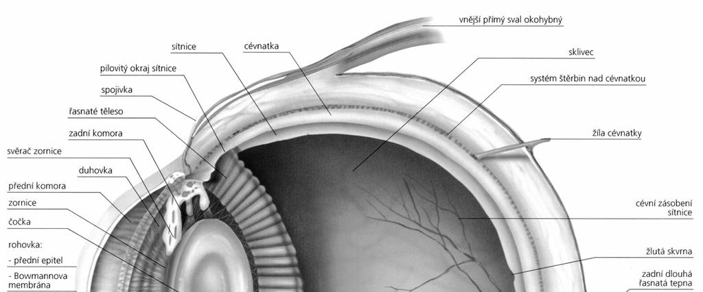 PŘÍLOHA III: ANATOMIE