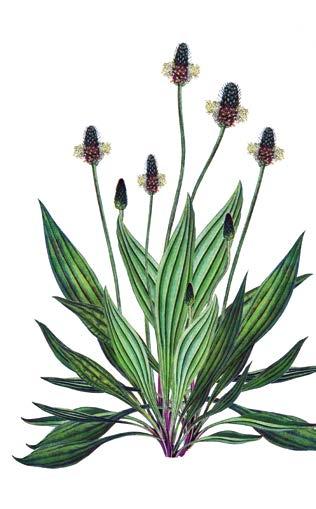 Jitrocel kopinatý (Plantago lanceolata) Vytrvalá bylinka se hojně vyskytuje na zanedbaných loukách, na okraji polí a podél cest.