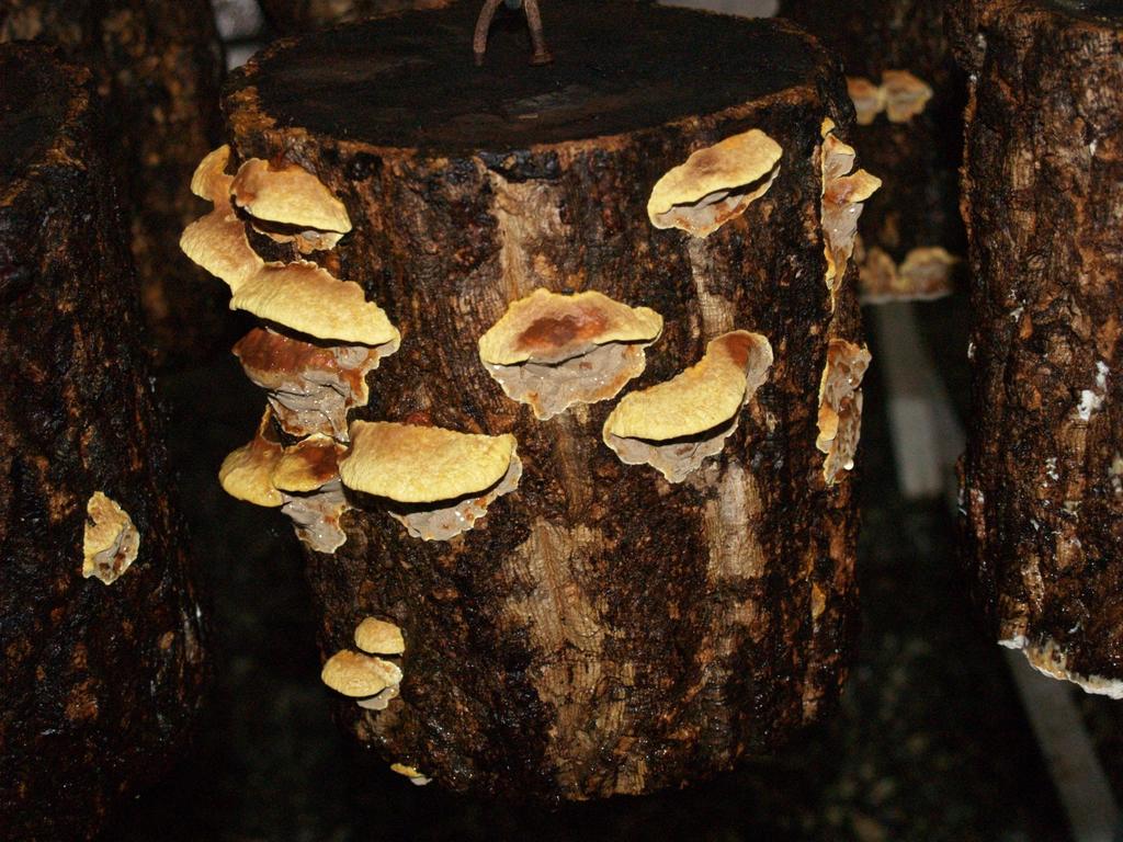 Ohňovec brázditý Phellinus linteus 20.