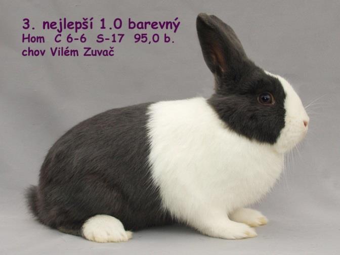 Vlastimil