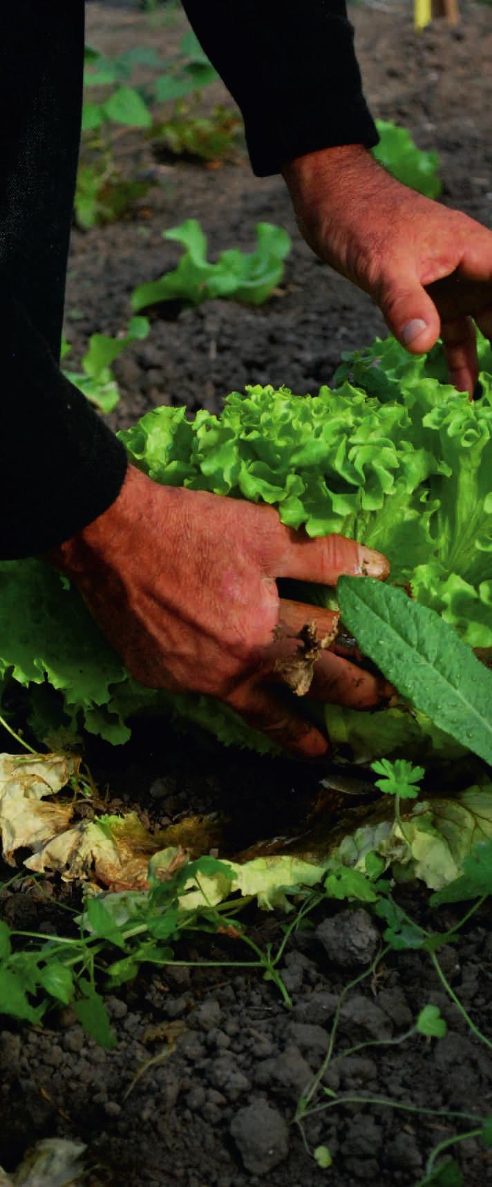 PODPOŘÍTE ENVIROMENTÁLNĚ ŠETRNÉ PODNIKÁNÍ Dalším důležitým principem sociálních podniků je