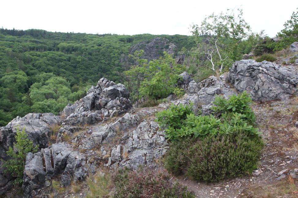 hospodaření (pastva ovcí je nejpřirozenější způsob udržení trávníků, Šárka byla intenzivně zemědělsky využívána do 2.