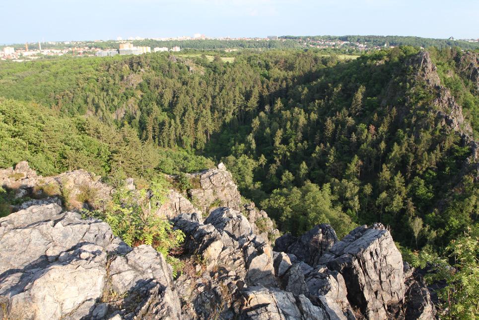 Aktivita rá vegetace je nižší a chabá. Nízké, pomalu rostoucí správně vyzní, pokud všichni vydrží být v naprostém duby, sucho snášející byliny. Vidíme zde obrovský kon- tichu a soustředění.