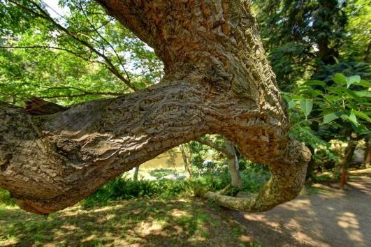 LOKALITA 6 Ohnutý a polámaný strom před vámi je korkovník amurský (Phellodendron amurense).