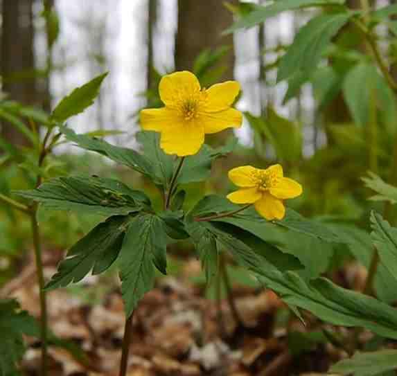 (Anemone nemorosa) uprostřed.