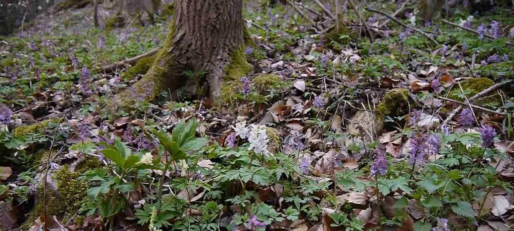 Prudké skalnaté svahy kolem jeskyní zaplaví po odkvětu