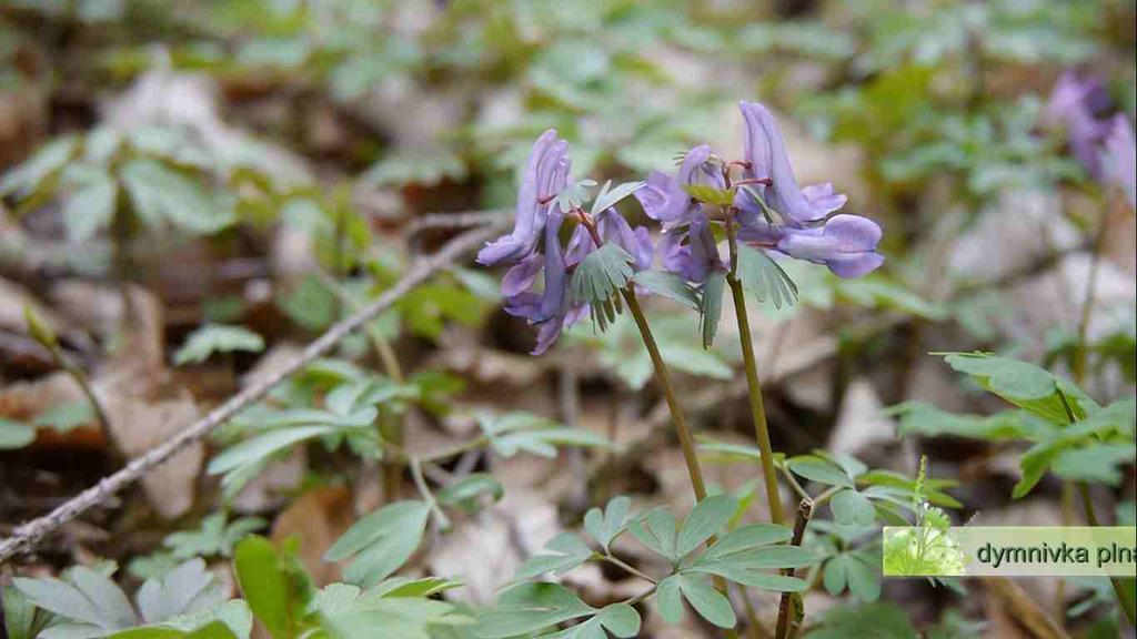 Dymnivka plná (Corydalis solida) má dřípené (vykrajované)