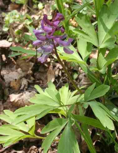(Corydalis cava) je má celokrajné (vlevo).