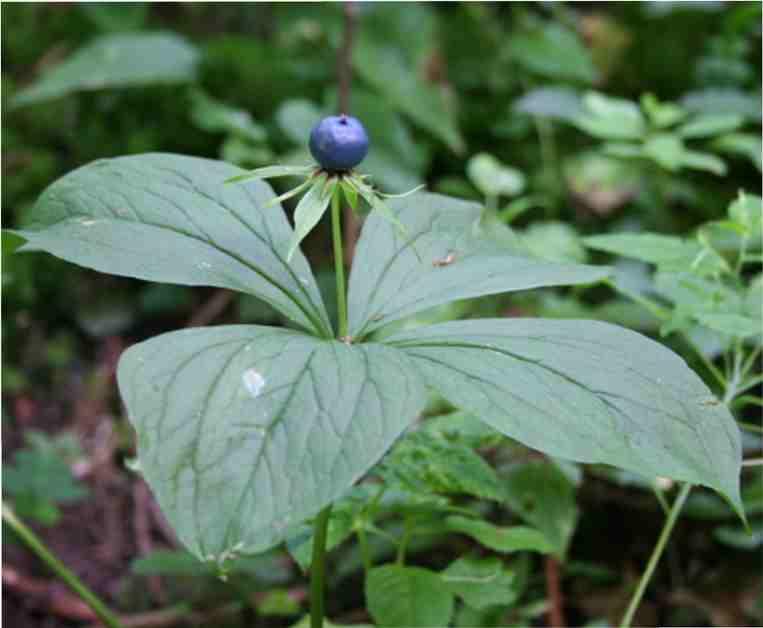 quadrifolia) s modrými lákavými plody a
