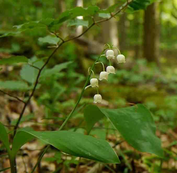 Na horním snímku je konvalinka vonná (Convallaria majalis) a dole kokořík