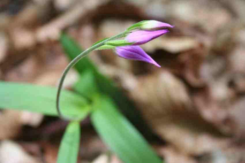 vemeník dvoulistý (Platanthera bifolia) s