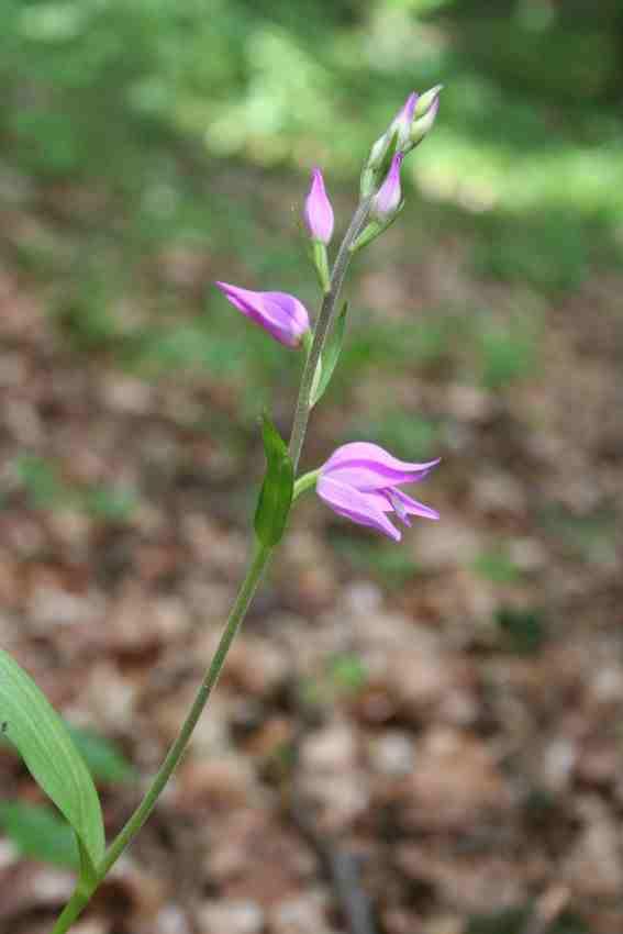 vápence - okrotice červená (Cephalanthera