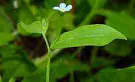 pomněnkvý (Omphalodes scorpioides),