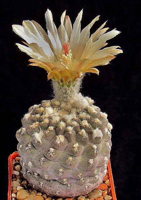 Thelocephala