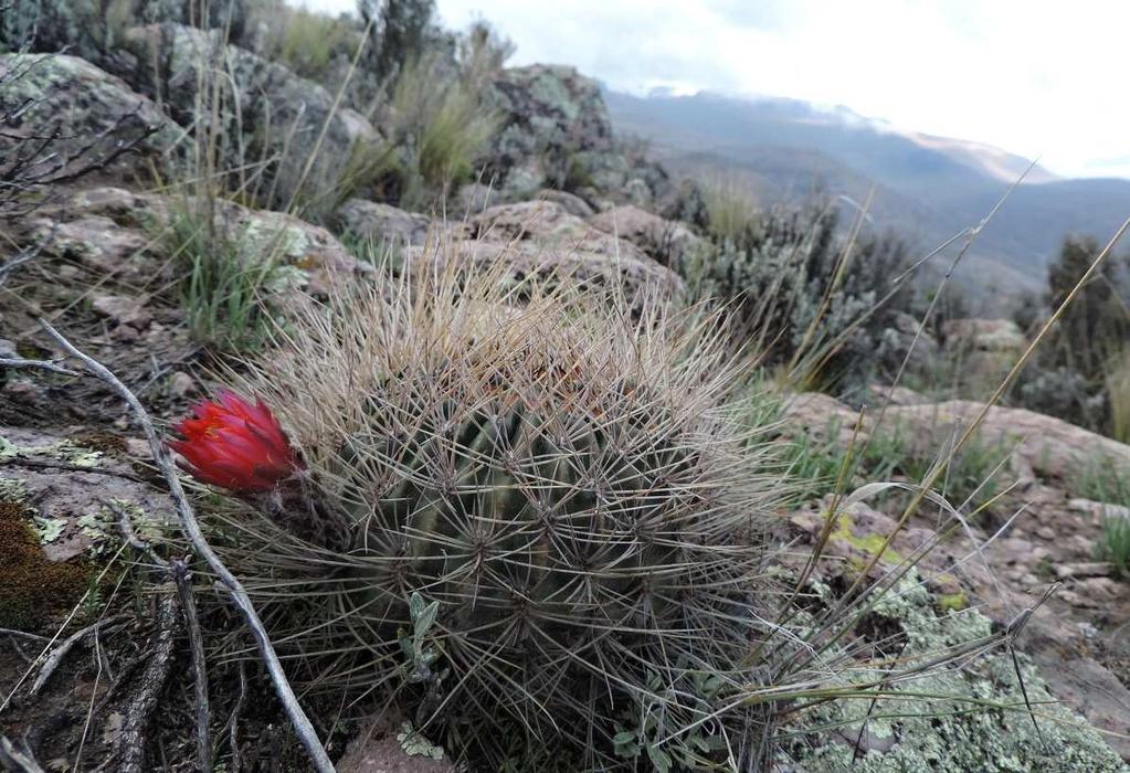 o přejezd AND, směr TITICACA. Na Jirku přišlo nutkání a tak jsme náhodně zastavili (KL15-022). Rostly zde zajímavé rostliny, např.: silně otrněná Cumulopuntia sp.