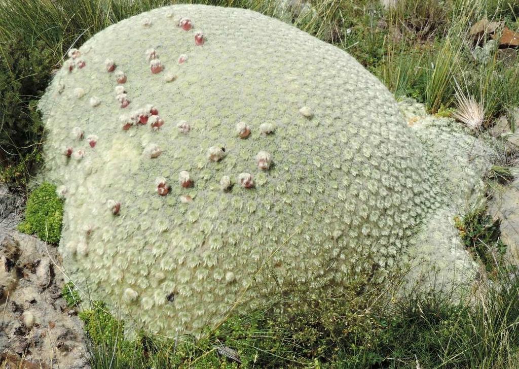 Punotia lagopus, 29 km před MACUSANI, KL15-024 Tento druh je známý spíše jako Austrocylintropuntia
