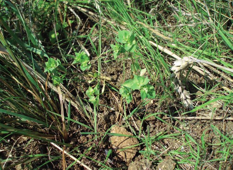 Obr. 7 Euphorbia falcata v poli na svahu návrší Šibenice u Boubína na Sušicko-horažďovických vápencích (foto R. Paulič 2016). Fig.