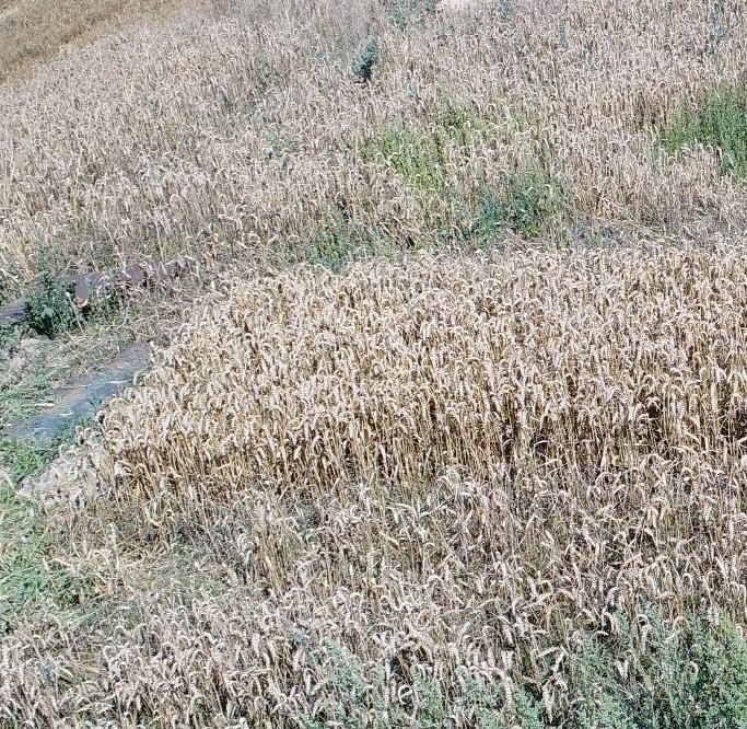 17 Pšenice ve fázích BBCH 21 až 92 a strniště Na simulacích je patrné postupné snižování množství povrchového odtoku s