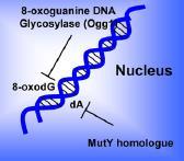 Poškození DNA reakce s H vyjmutí H z deoxyribózy přerušení řetězce adice s bázemi hydroxy- a