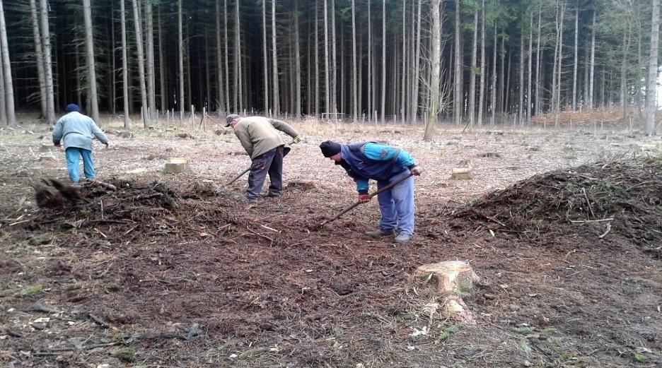 Příklad dobré praxe - Fokus Vysočina VZ Těžební a pěstební práce v lesních porostech, rozdělená na části se záměrem podpořit MSP a SP Část 5 s celkovou