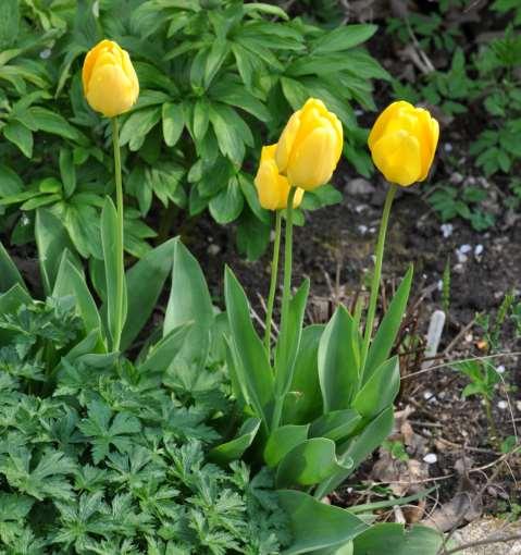 JN JN Tulipán