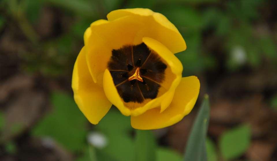 JN Tulipán Golden