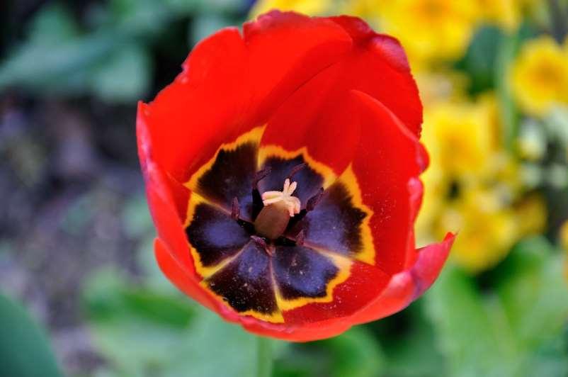 JN Tulip 'Apeldoorn'