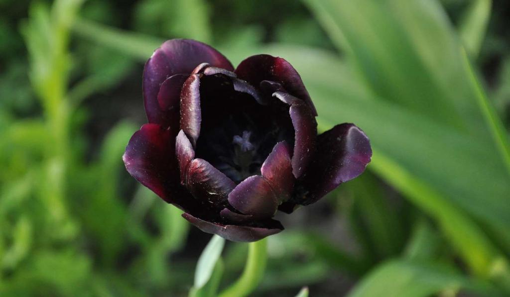 JN Tulipa 'Queen fo