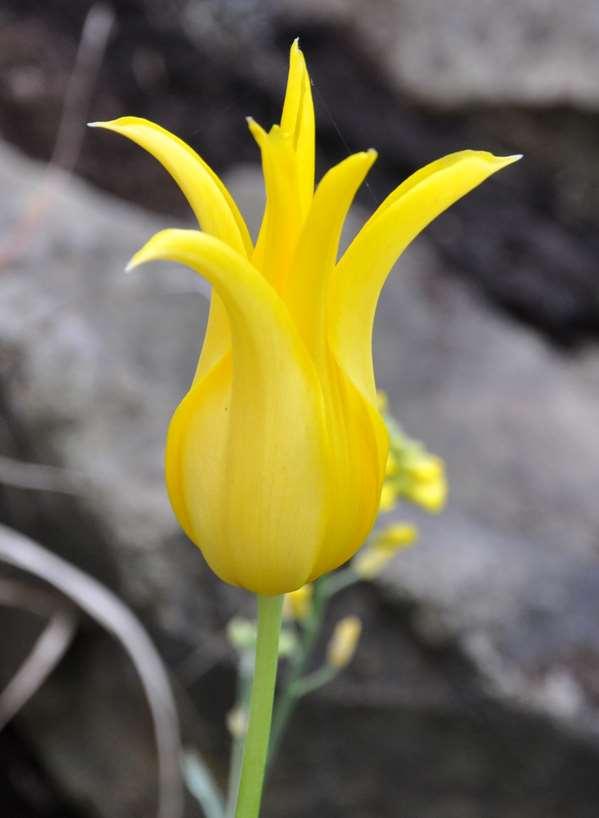 JN Tulipa