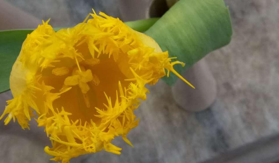JN Tulipa 'Yellow