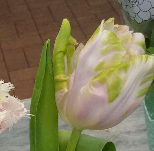 Tulipa 'Air'
