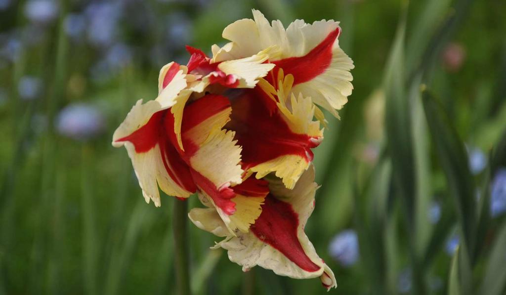 JN Tulipa