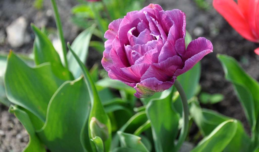JN Tulipa 'Lilac