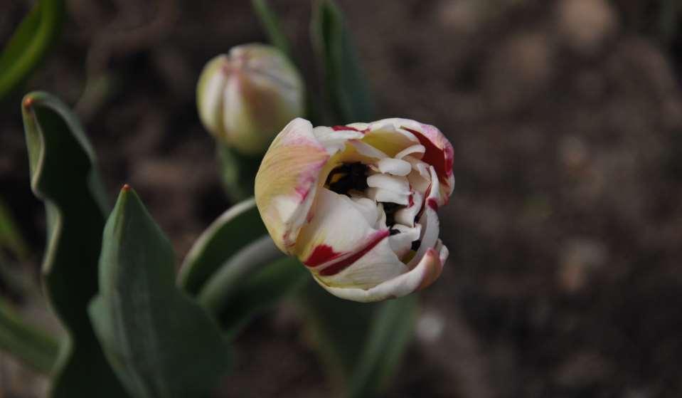 JN Tulipa