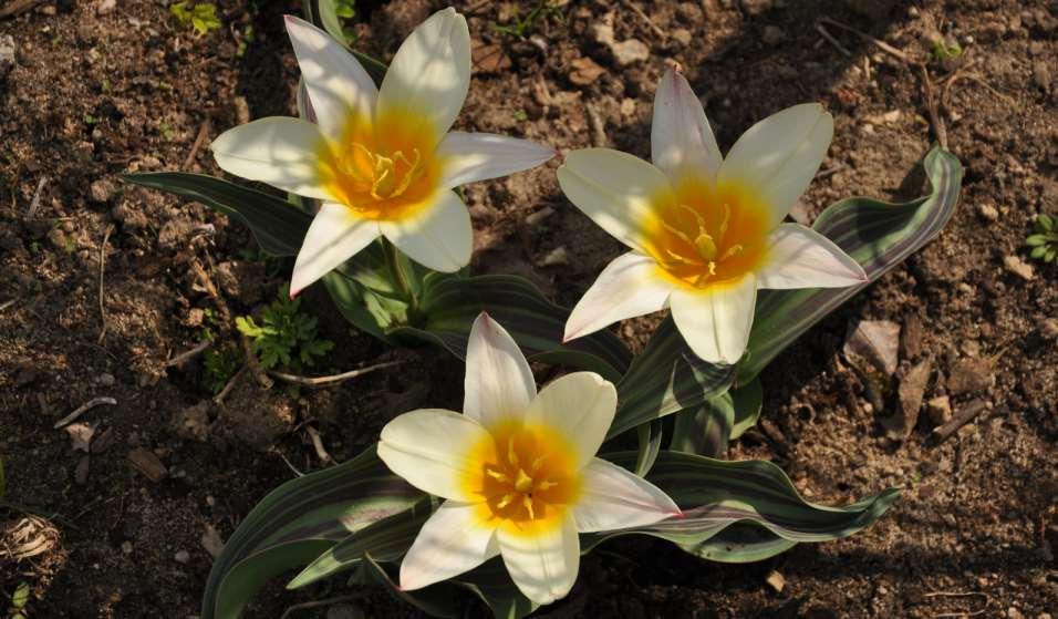 JN Tulipa