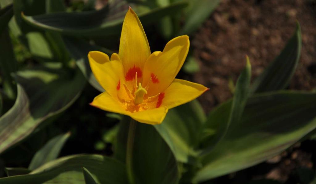 JN Tulipa