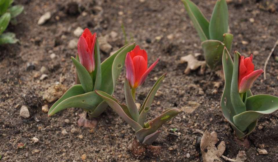 JN Tulipa