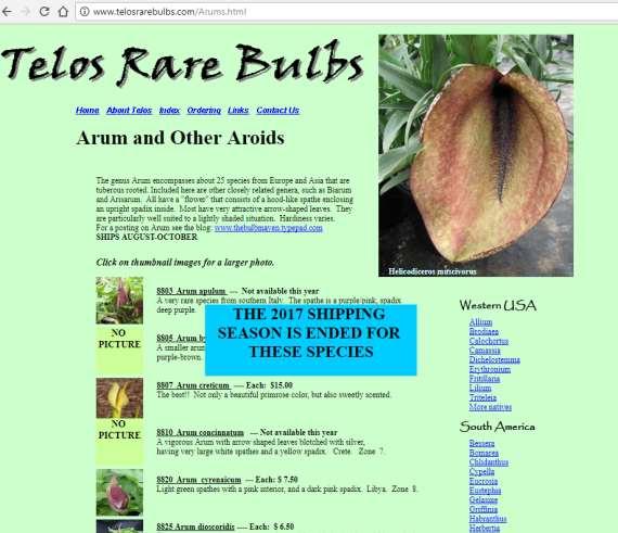 Sbírkově pěstované Araceae Sbírkově se pěstují nejrůznější přírodní variety áronů (Arum),