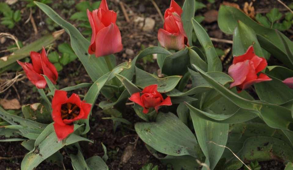 JN Tulipa greigii