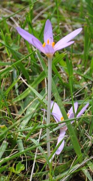 Řád Liliales Čeleď Colchicaceae (ocúnovité) vytrvalé byliny s podzemními hlízami (obalenými pochvami