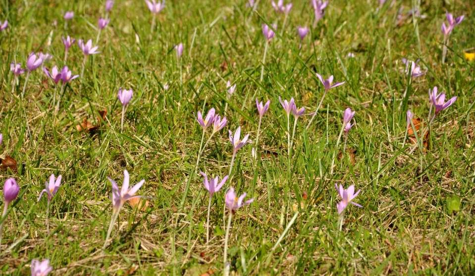 JN Colchicum autumnale