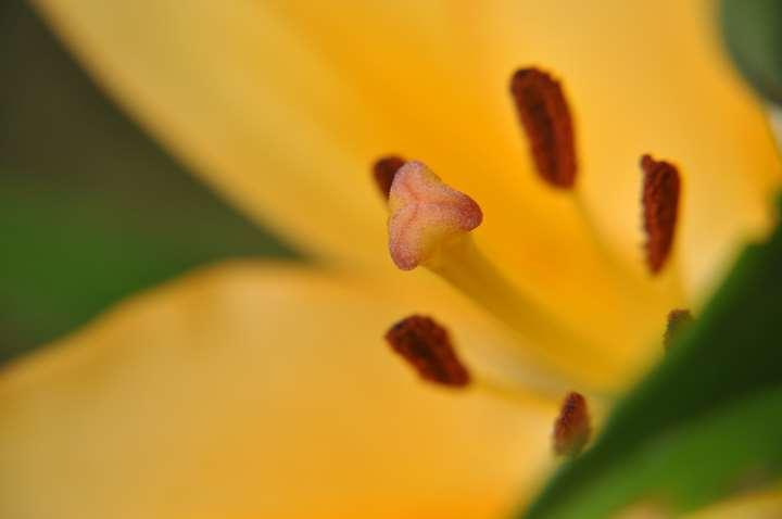 Liliaceae (liliovité) Řád Liliales Čeleď Liliaceae (liliovité) Zahradnicky významné druhy: