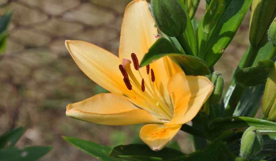 JN Lilium