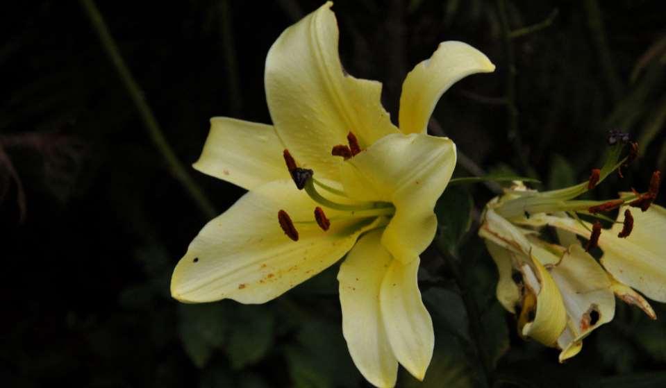 JN Lilium okus
