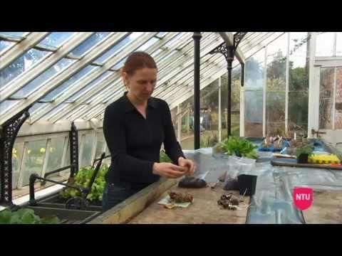 Propagating Lily Bulbs By 'Scaling' - Horticultural Tips -