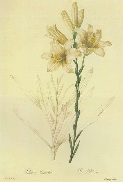 Liliaceae (liliovité) Botanické lilie Les Liliacées (1802 1816) Nároky na pěstování