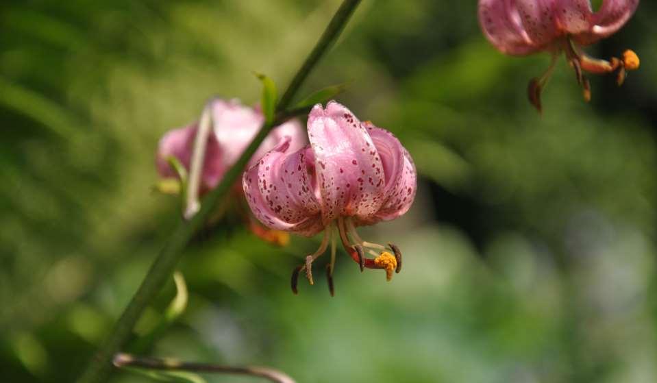 JN JN Lilium martagon (lilie zlatohlavá) Evropa po