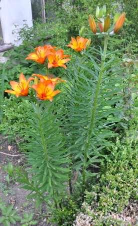 JN JN Lilium bulbiferum (lilie