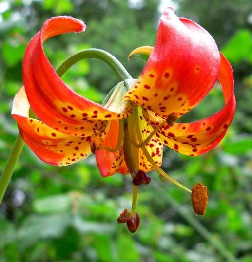 Lilium pardalinum (lilie pardálová) Oregon,