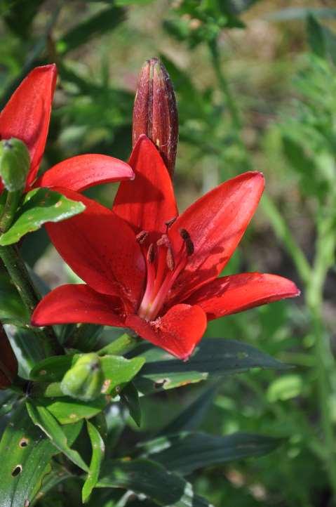 Liliaceae (liliovité) Pěstované lilie Pro začátečníky jsou vhodné asiatky,